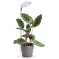 Dimmbar LED-bordslampa för växtodling VERDI LED/5W/5V 1300K CRI 95 vit