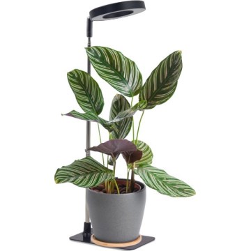 Dimmbar LED-skrivbordslampa för växtodling VERDI LED/5W/5V 1300K CRI 95 svart