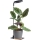 Dimmbar LED-skrivbordslampa för växtodling VERDI LED/5W/5V 1300K CRI 95 svart