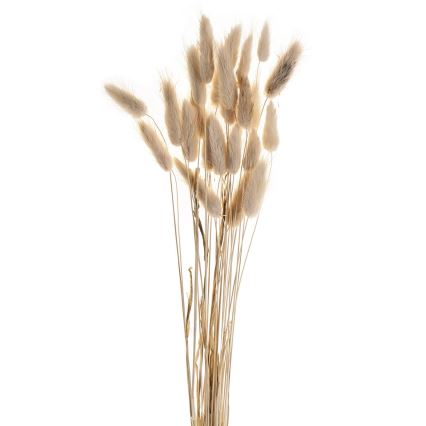 Eglo - Torkade blommor 60 cm beige