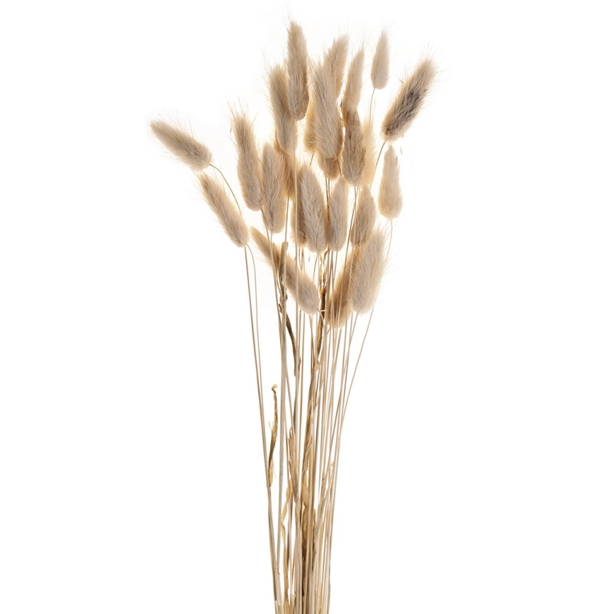 Eglo - Torkade blommor 60 cm beige