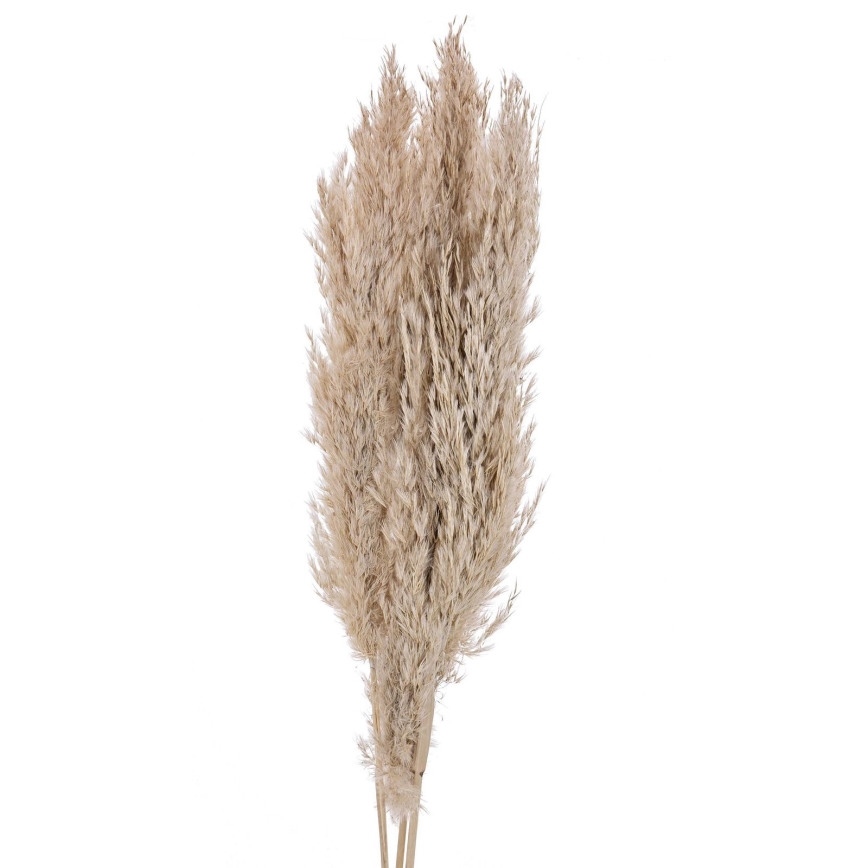 Eglo - Torkade blommor 85 cm beige
