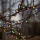 Eglo 472-53 - LED utomhusslinga för jul BERRY MINI 700xLED/8 funktioner 19m flerfärgad IP44