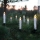 Eglo - KIT 5x LED Lighting för Julgran 1xLED/0,06W/1xAA IP44