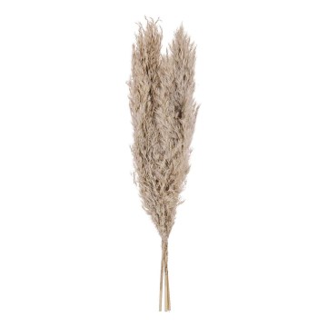 Eglo - Torkade blommor 55 cm beige