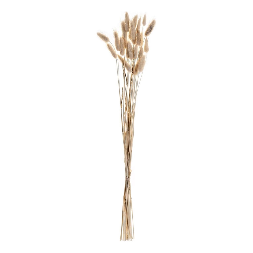 Eglo - Torkade blommor 60 cm beige