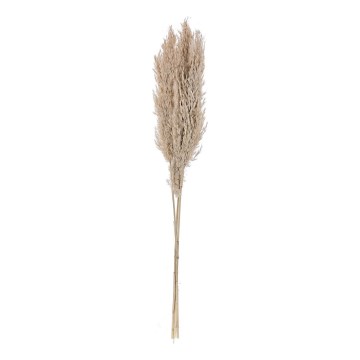 Eglo - Torkade blommor 85 cm beige