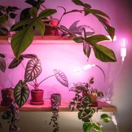 Flexibel bordslampa med klämma för att odla växter PLANTY 2xE27/30W/230V vit