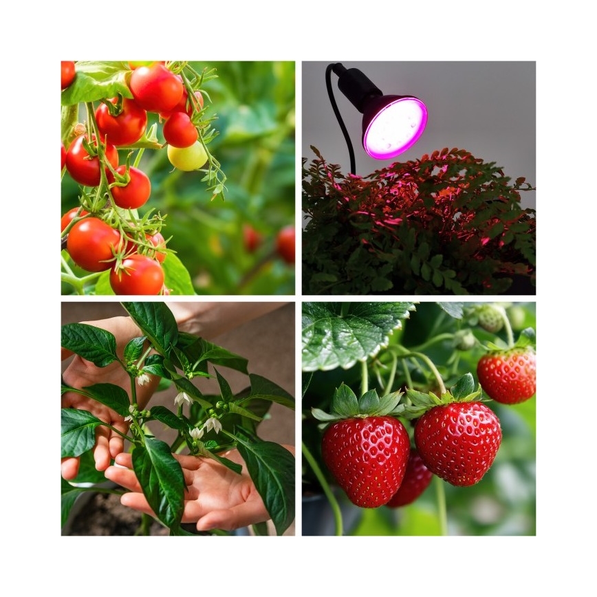 Flexibel bordslampa med klämma för växtodling PLANTY 1xE27/30W/230V svart