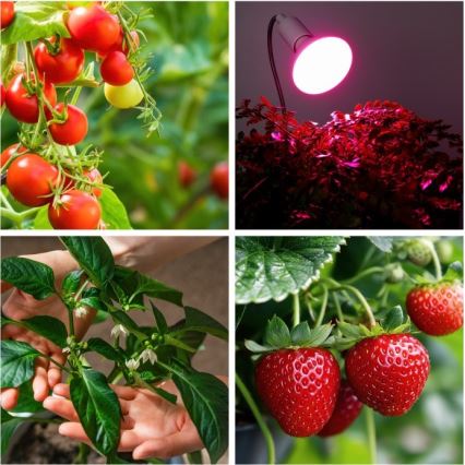 Flexibel bordslampa med klämma för växtodling PLANTY 1xE27/30W/230V vit
