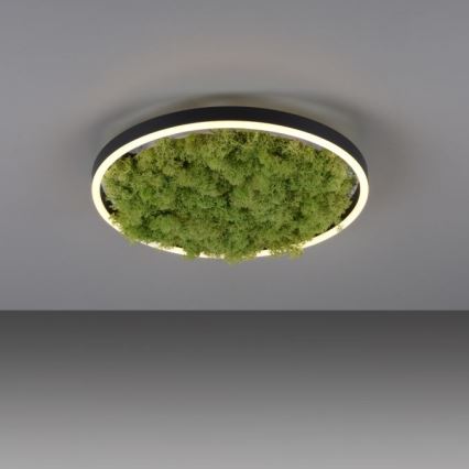 JUST LIGHT. 15391-66 - LED Dimbar taklampa GRÖN RITU LED/20W/230V