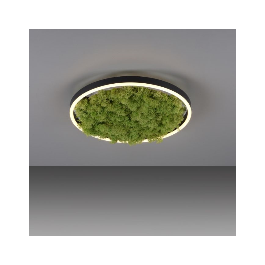 JUST LIGHT. 15391-66 - LED Dimbar taklampa GRÖN RITU LED/20W/230V