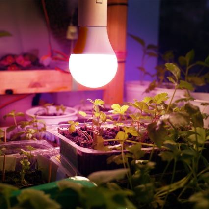 LED Glödlampa för växttillväxt PLANTY E27/11W/230V 1200K vit