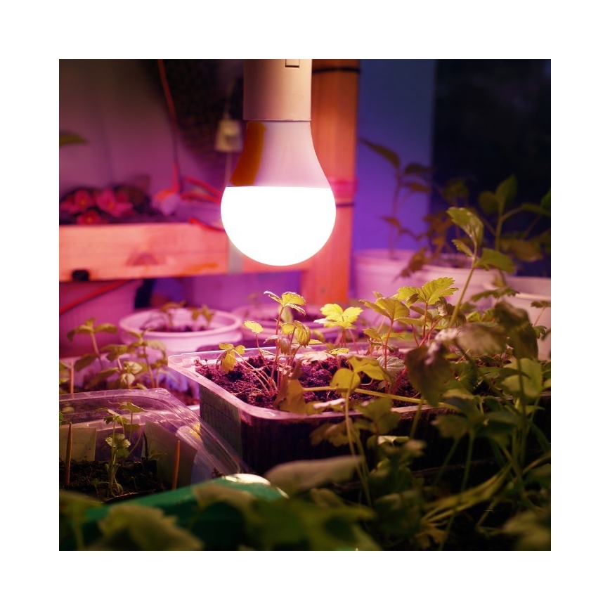 LED Glödlampa för växttillväxt PLANTY E27/11W/230V 1200K vit