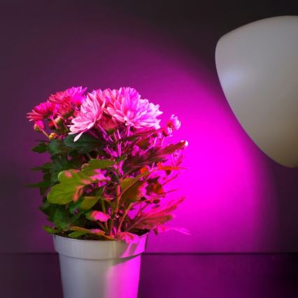 LED Glödlampa för växttillväxt PLANTY E27/11W/230V 1200K vit