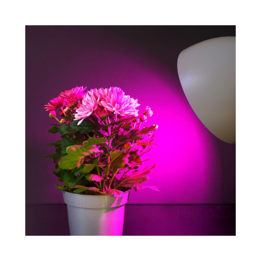LED Glödlampa för växttillväxt PLANTY E27/11W/230V 1200K vit