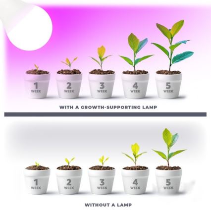 LED Glödlampa för växttillväxt PLANTY E27/11W/230V 1200K vit