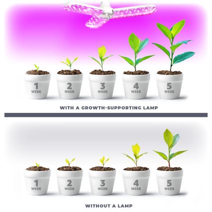 LED Glödlampa för växttillväxt PLANTY E27/24W/230V 1200K