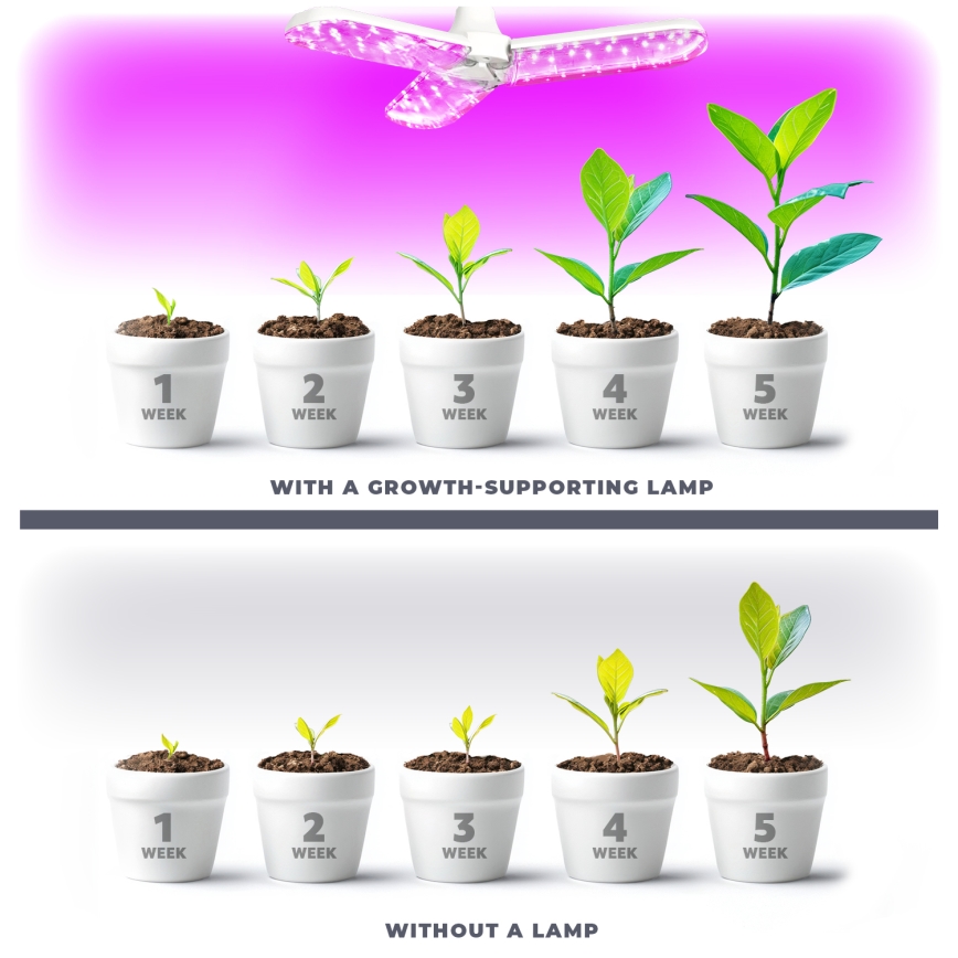 LED Glödlampa för växttillväxt PLANTY E27/24W/230V 1200K