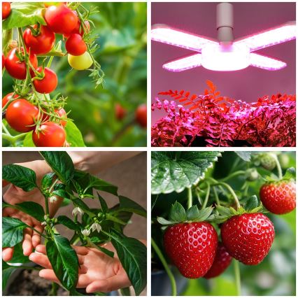 LED Glödlampa för växttillväxt PLANTY E27/40W/230V 1200K