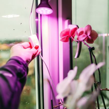 LED Glödlampa för växttillväxt PLANTY E27/7W/230V 1200K svart