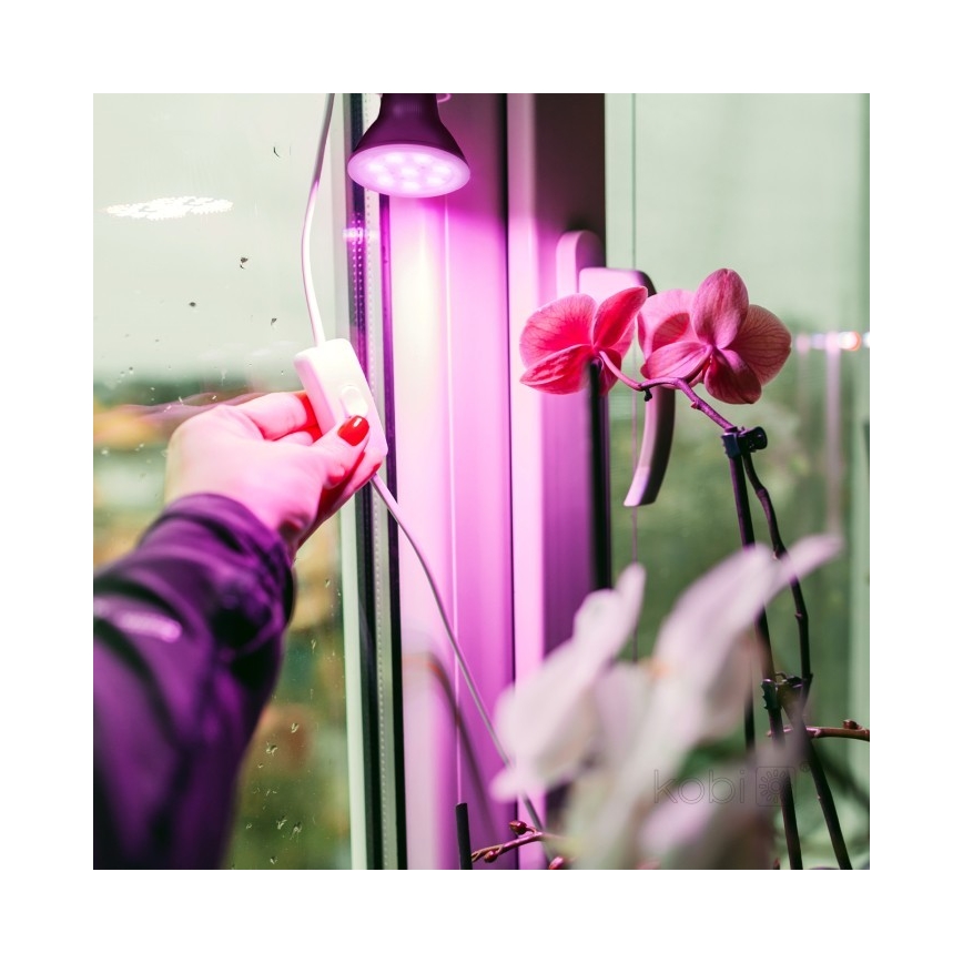 LED Glödlampa för växttillväxt PLANTY E27/7W/230V 1200K svart