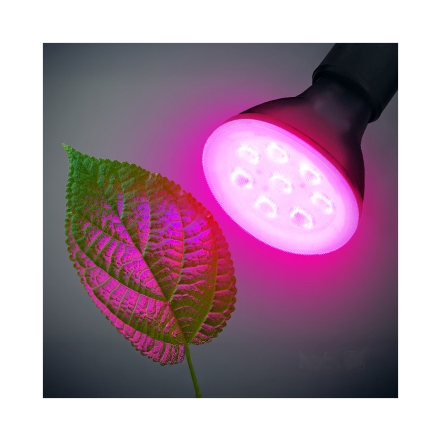 LED Glödlampa för växttillväxt PLANTY E27/7W/230V 1200K svart