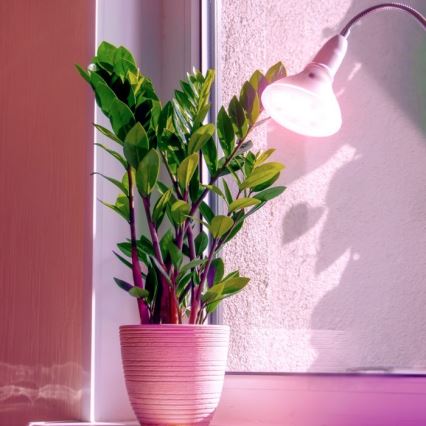 LED Glödlampa för växttillväxt PLANTY E27/7W/230V 1200K vit