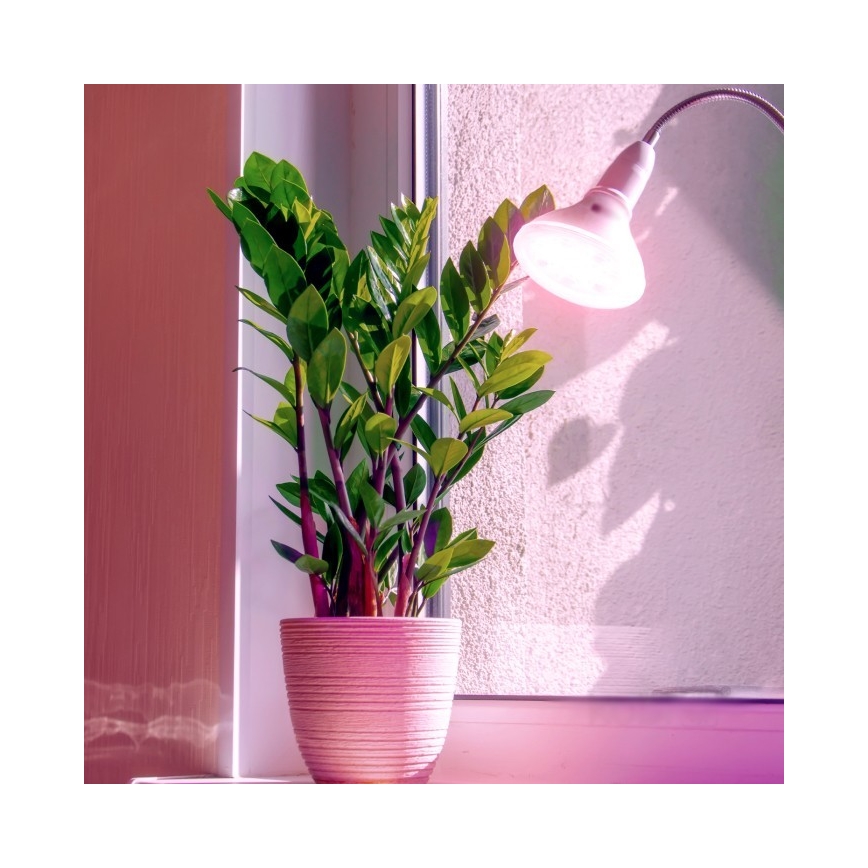 LED Glödlampa för växttillväxt PLANTY E27/7W/230V 1200K vit