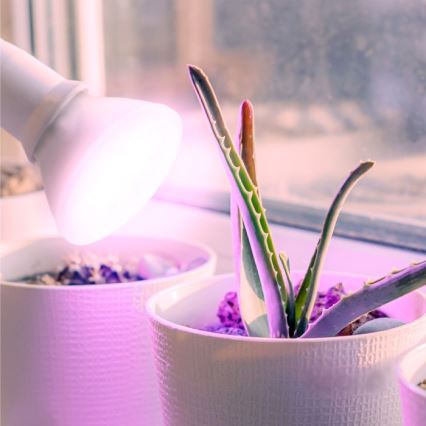 LED Glödlampa för växttillväxt PLANTY E27/7W/230V 1200K vit