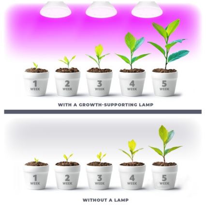 LED Glödlampa för växttillväxt PLANTY E27/7W/230V 1200K vit