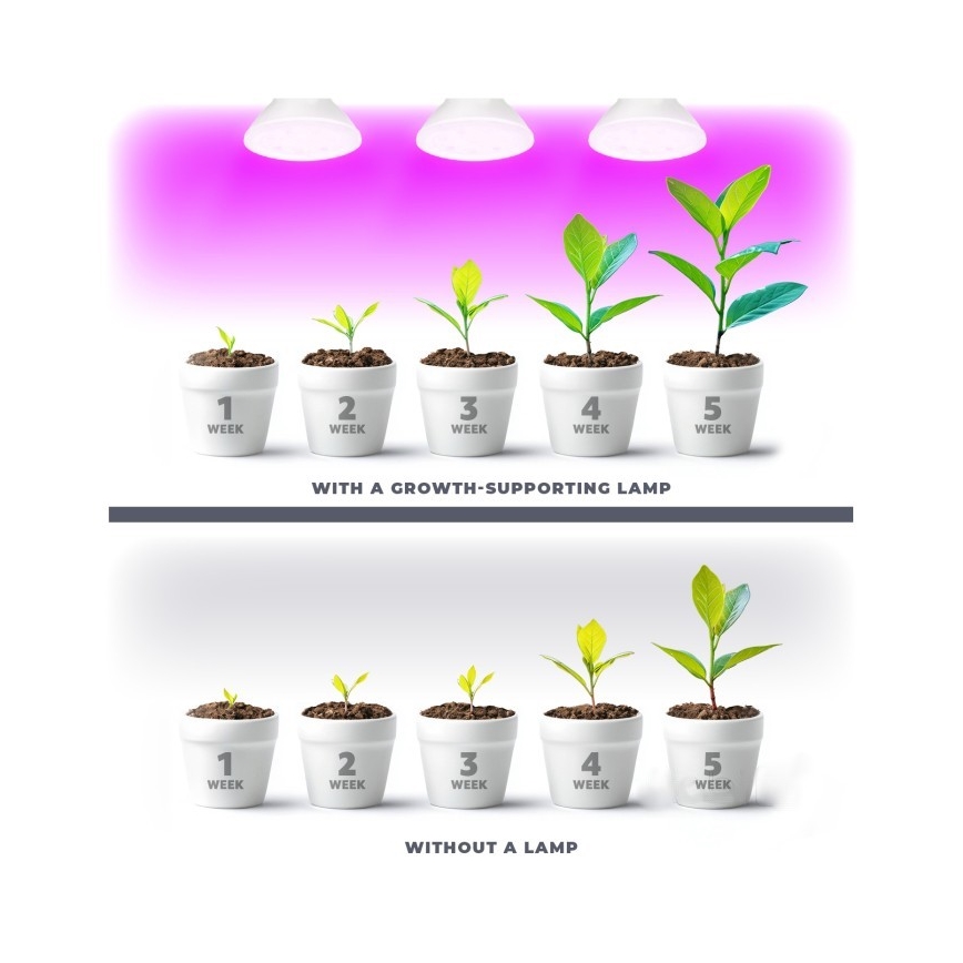 LED Glödlampa för växttillväxt PLANTY E27/7W/230V 1200K vit