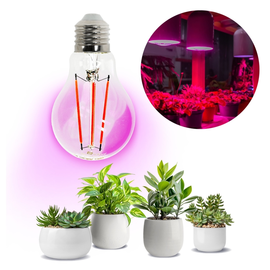 LED Glödlampa för växttillväxt PLANTY E27/8W/230V 1200K