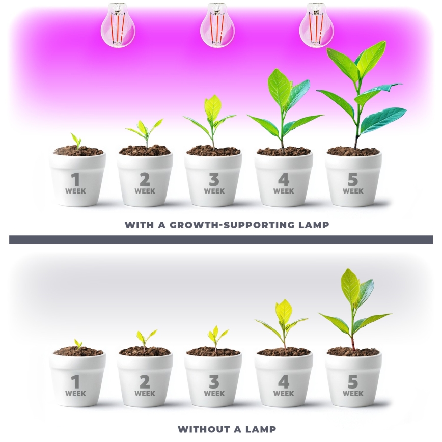 LED Glödlampa för växttillväxt PLANTY E27/8W/230V 1200K