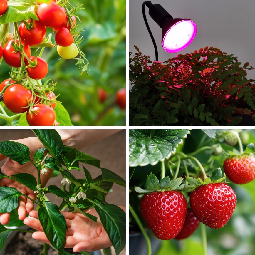 LED Glödlampa för växttillväxt VITABLOOM E27/9W/230V 1200K svart - Brilagi