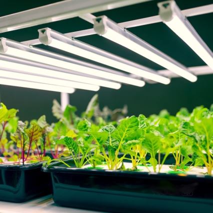 LED lampa för undersidan av köksskåp för att odla växter GROWLY LED/9W/230V vit