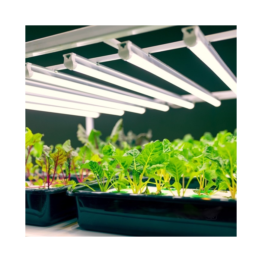 LED lampa för undersidan av köksskåp för att odla växter GROWLY LED/9W/230V vit