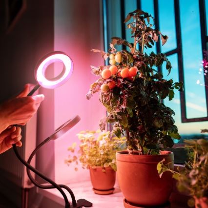 LED Ljusreglerad flexibel bordslampa med klämma för att odla växter VITARO 2xLED/4W/230V svart