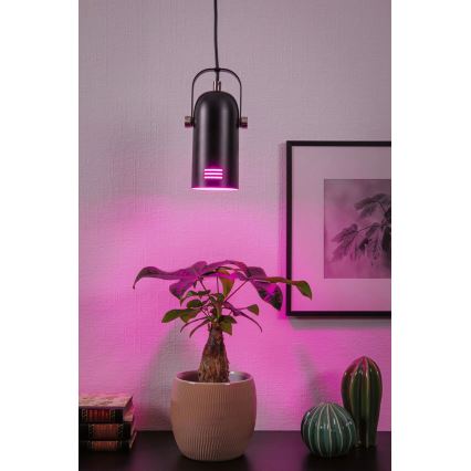 Paulmann 79766 - 1xE27/15W Takpendel med kabel LAVEA 230V svart