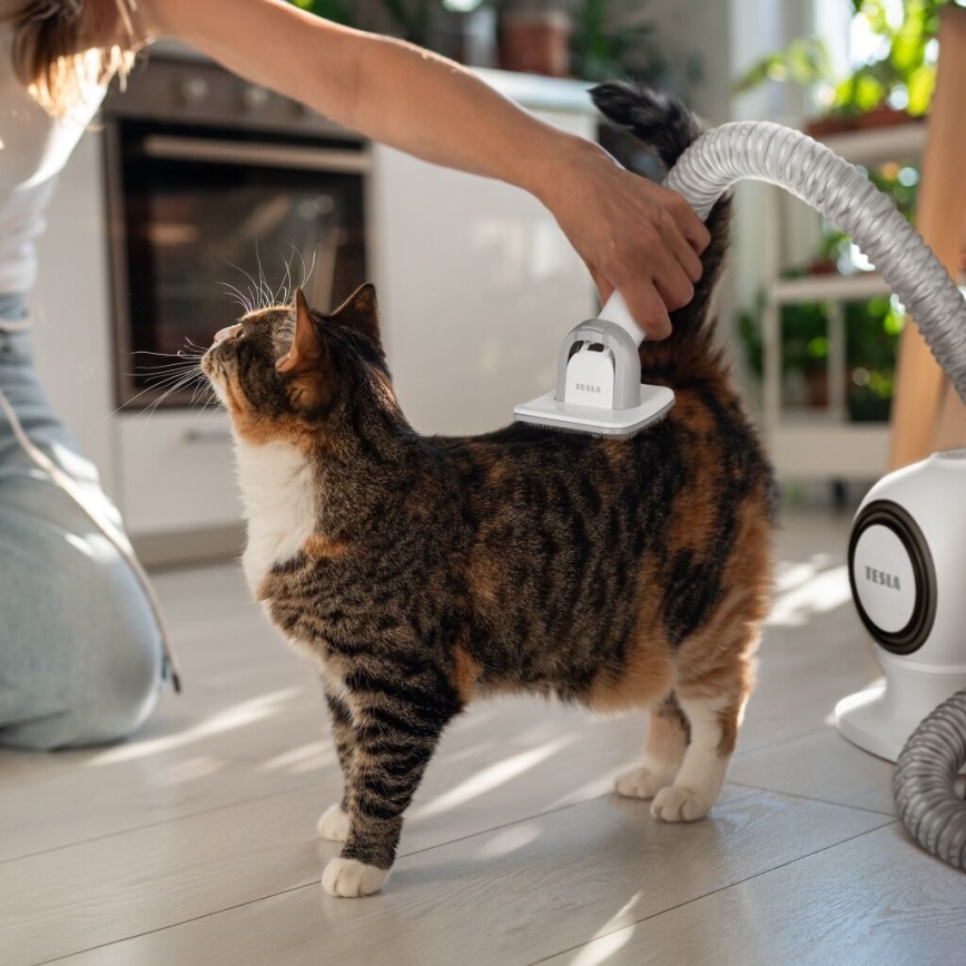 TESLA Electronics PetCare - Grooming kit för husdjur 300W/230V