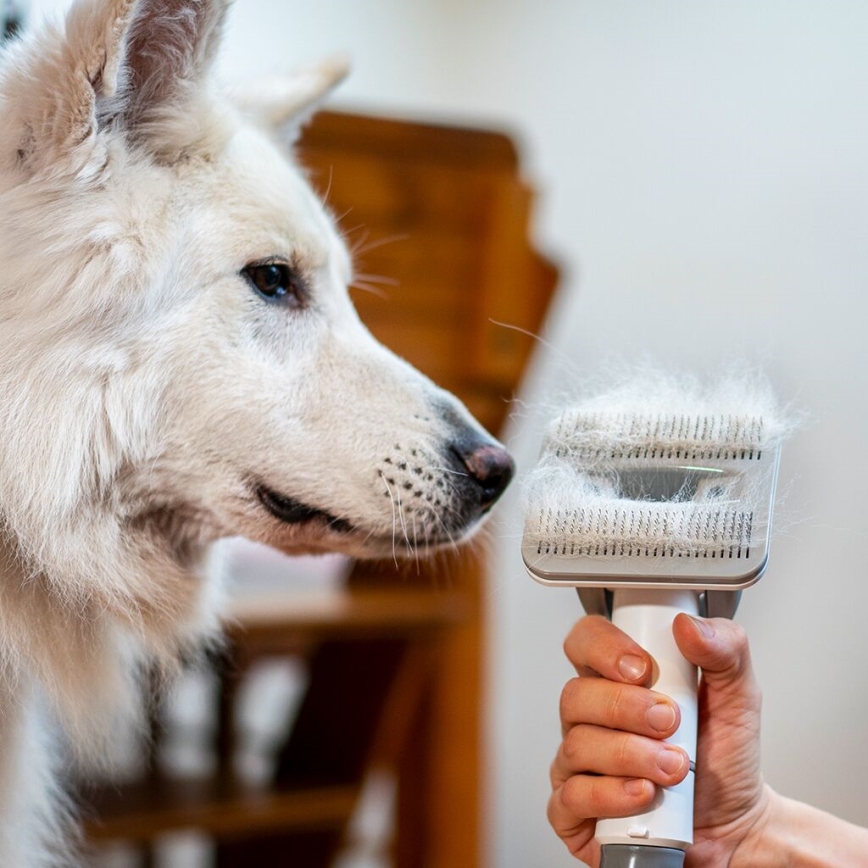 TESLA Electronics PetCare - Grooming kit för husdjur 300W/230V