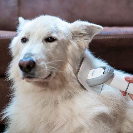 TESLA Electronics PetCare - Grooming kit för husdjur 300W/230V